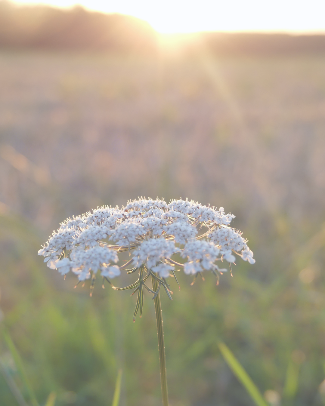 therapy for perimenopause